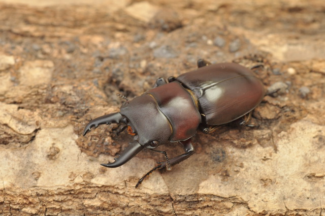 «ö¦¹¦b·sµøµ¡ÂsÄý¹Ï¤ù