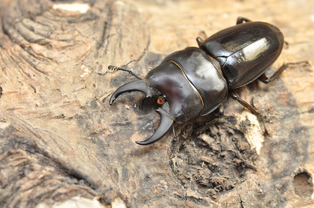 «ö¦¹¦b·sµøµ¡ÂsÄý¹Ï¤ù