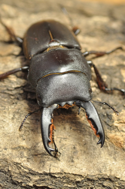 «ö¦¹¦b·sµøµ¡ÂsÄý¹Ï¤ù