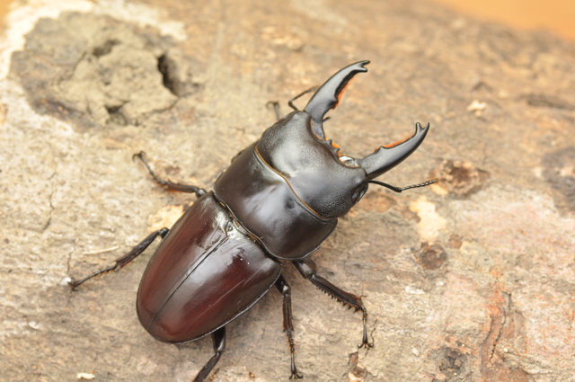 «ö¦¹¦b·sµøµ¡ÂsÄý¹Ï¤ù