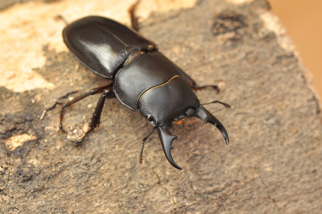 «ö¦¹¦b·sµøµ¡ÂsÄý¹Ï¤ù