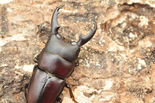 «ö¦¹¦b·sµøµ¡ÂsÄý¹Ï¤ù