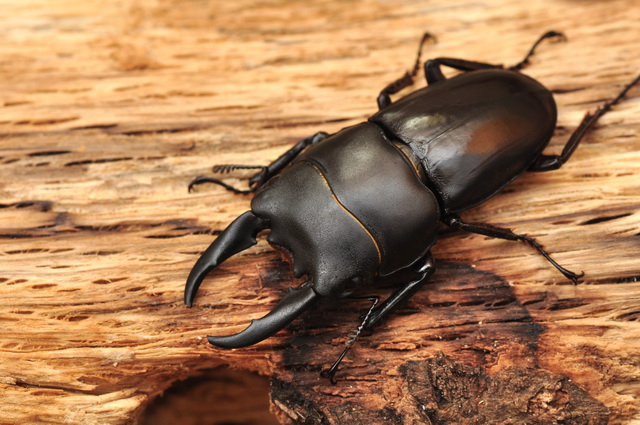 «ö¦¹¦b·sµøµ¡ÂsÄý¹Ï¤ù