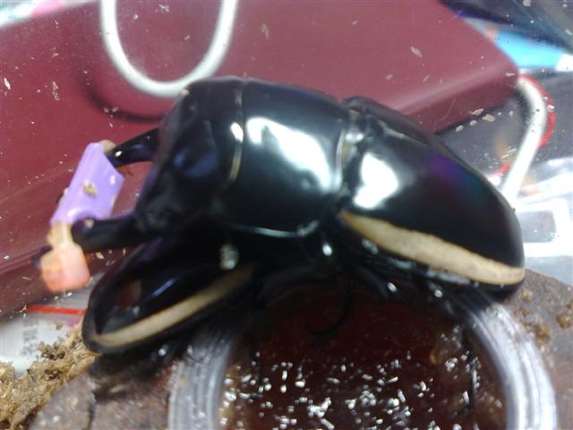 按此在新視窗瀏覽圖片