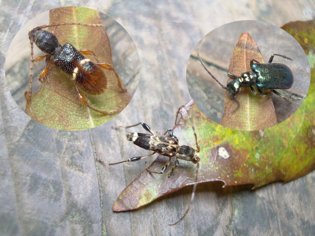 «ö¦¹¦b·sµøµ¡ÂsÄý¹Ï¤ù