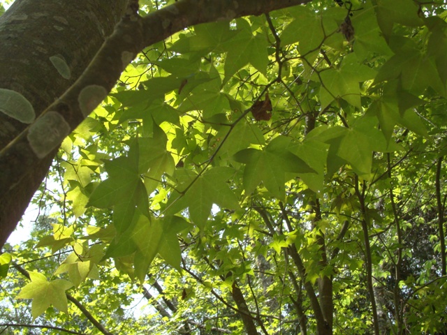 «ö¦¹¦b·sµøµ¡ÂsÄý¹Ï¤ù