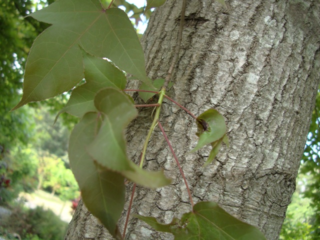 «ö¦¹¦b·sµøµ¡ÂsÄý¹Ï¤ù