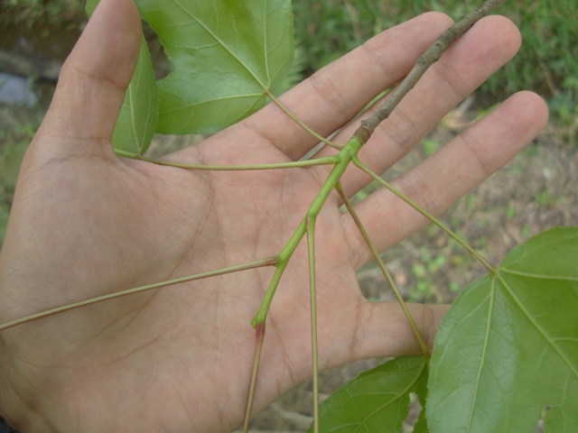 «ö¦¹¦b·sµøµ¡ÂsÄý¹Ï¤ù