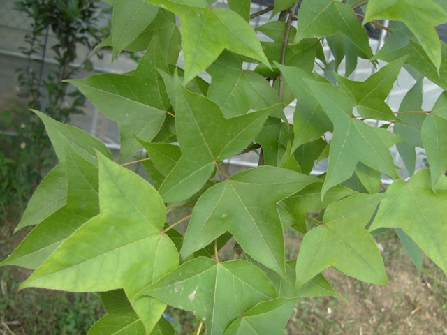 «ö¦¹¦b·sµøµ¡ÂsÄý¹Ï¤ù