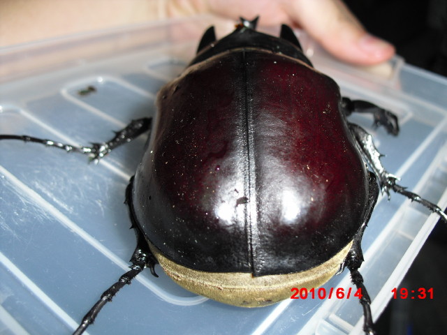 按此在新視窗瀏覽圖片