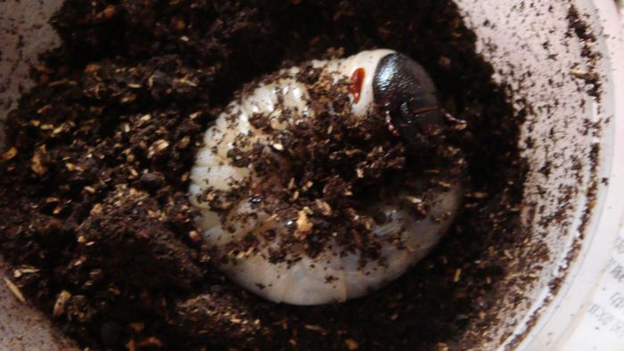 按此在新視窗瀏覽圖片