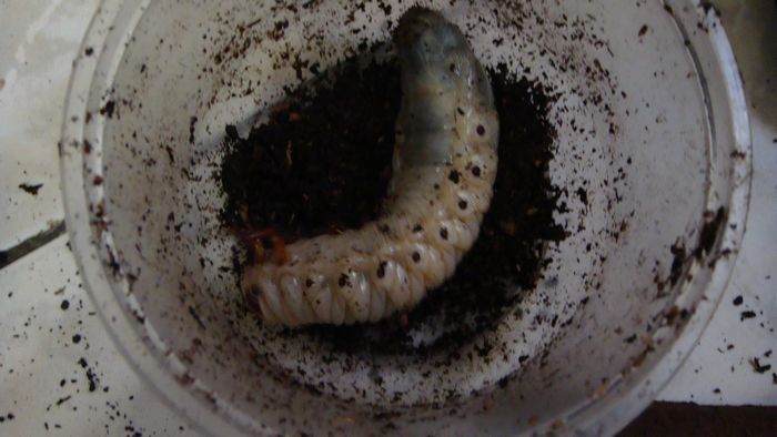 按此在新視窗瀏覽圖片