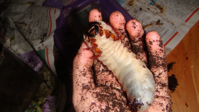 按此在新視窗瀏覽圖片