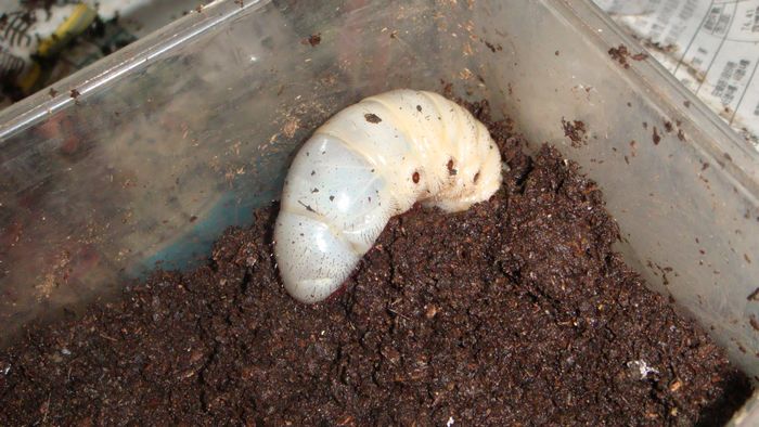 按此在新視窗瀏覽圖片