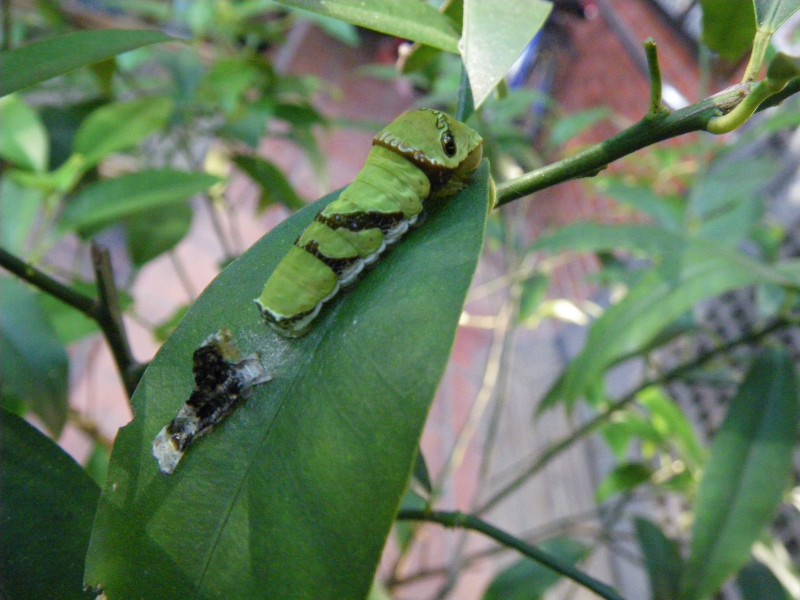 按此在新視窗瀏覽圖片