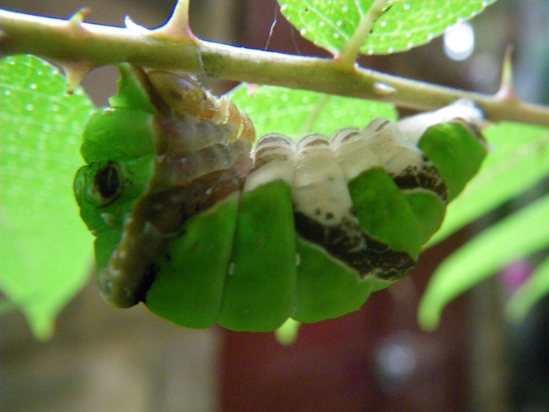 按此在新視窗瀏覽圖片