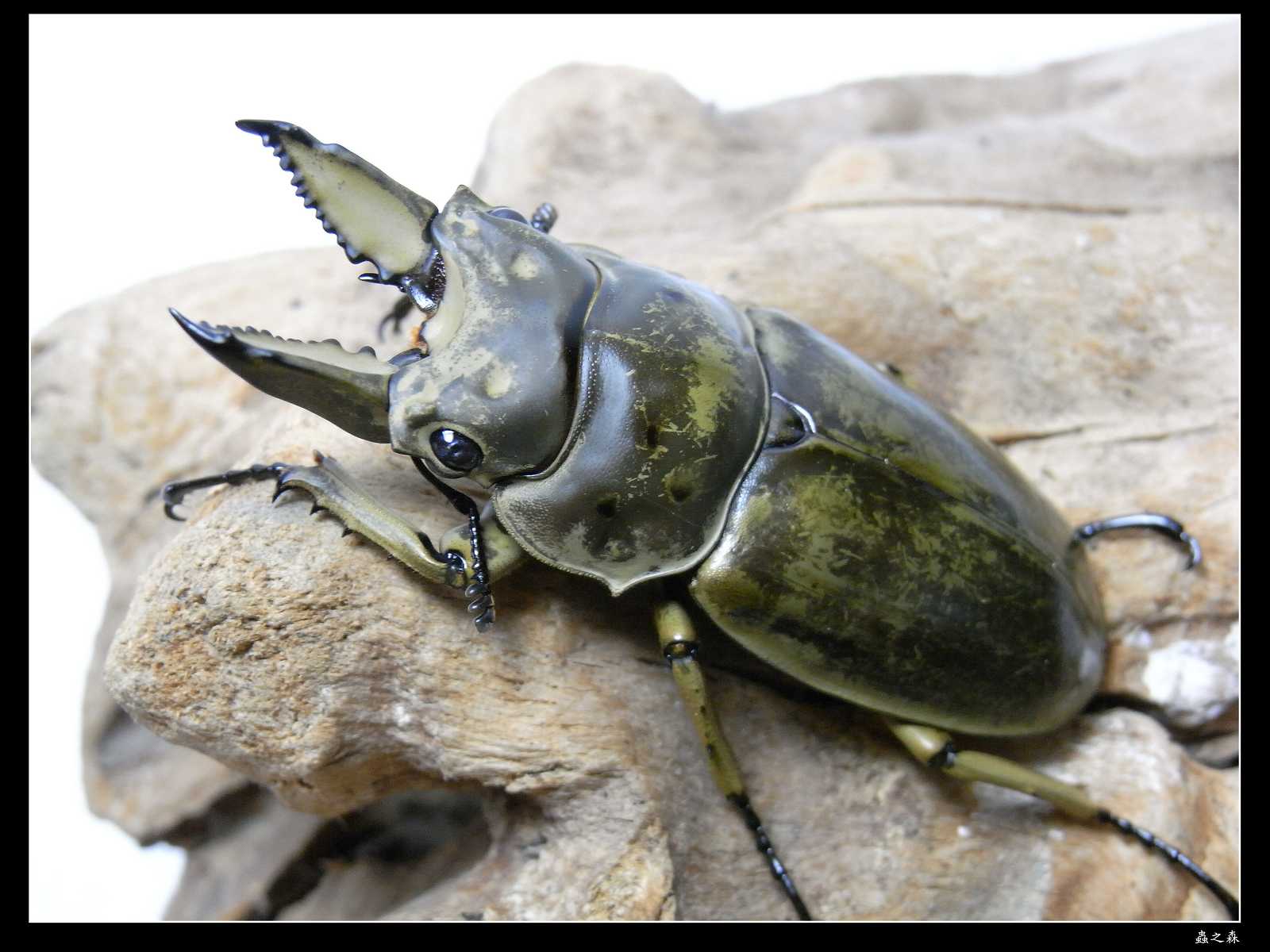 按此在新視窗瀏覽圖片