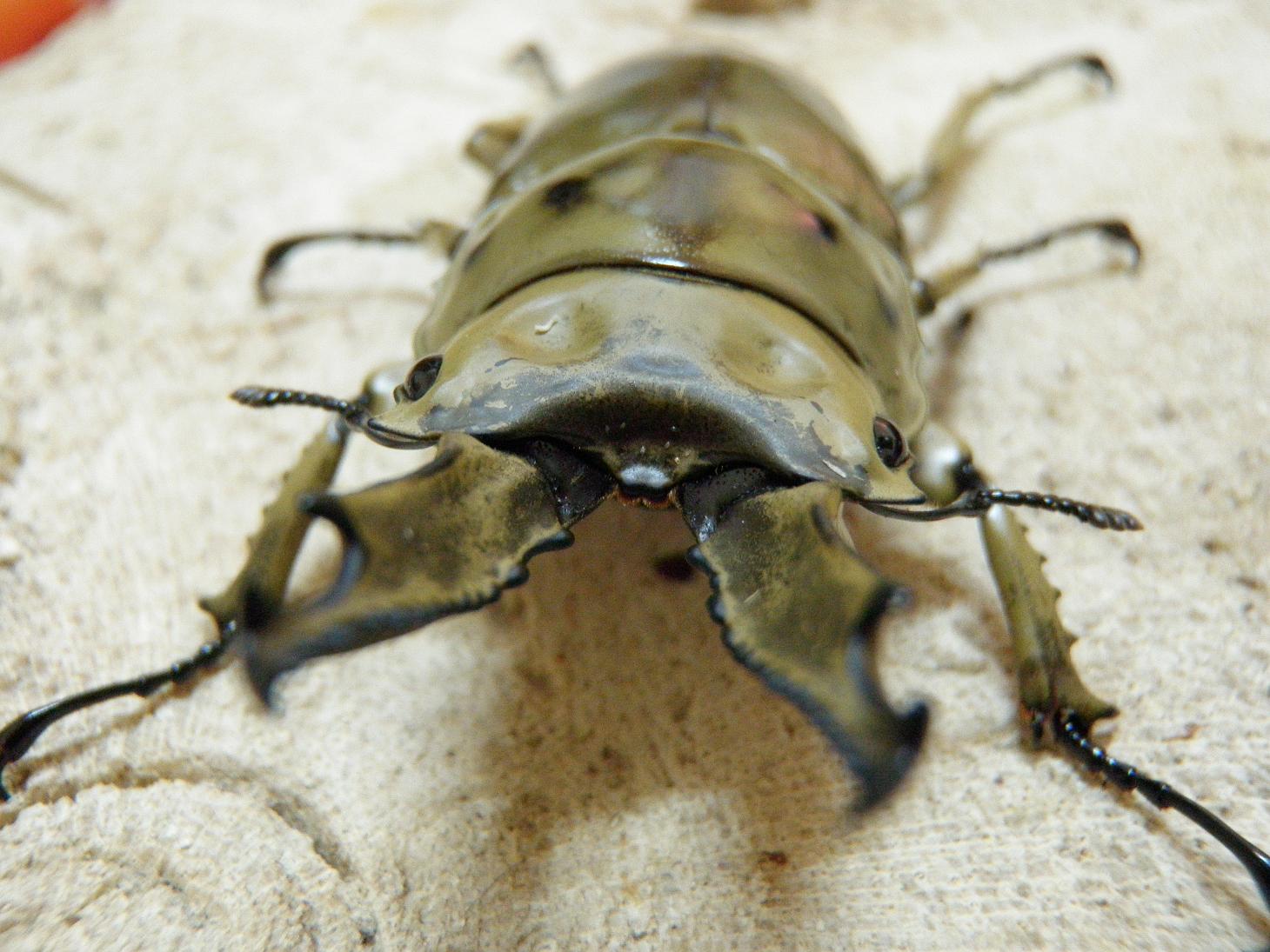 按此在新視窗瀏覽圖片