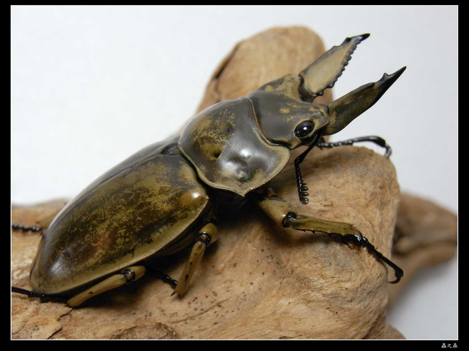 按此在新視窗瀏覽圖片