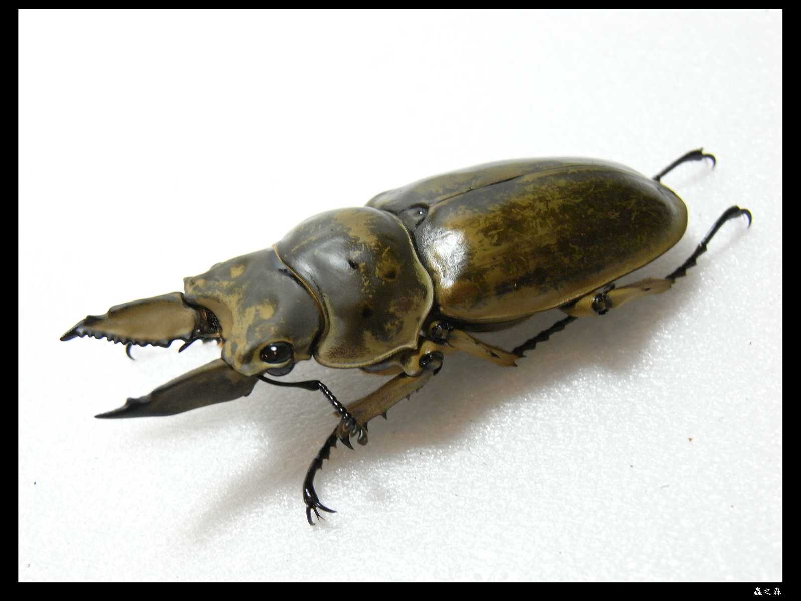 按此在新視窗瀏覽圖片