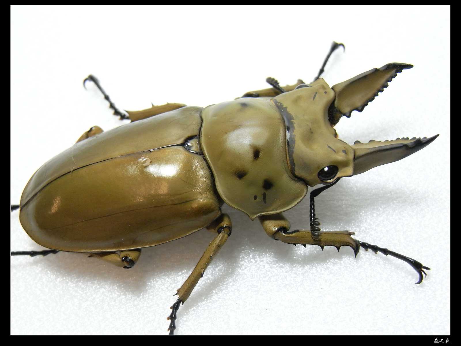 按此在新視窗瀏覽圖片