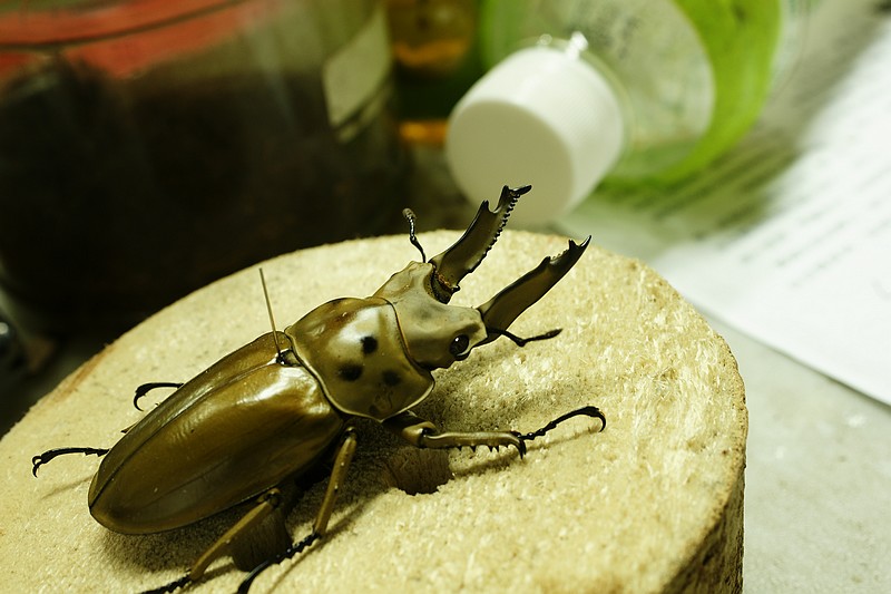 按此在新視窗瀏覽圖片