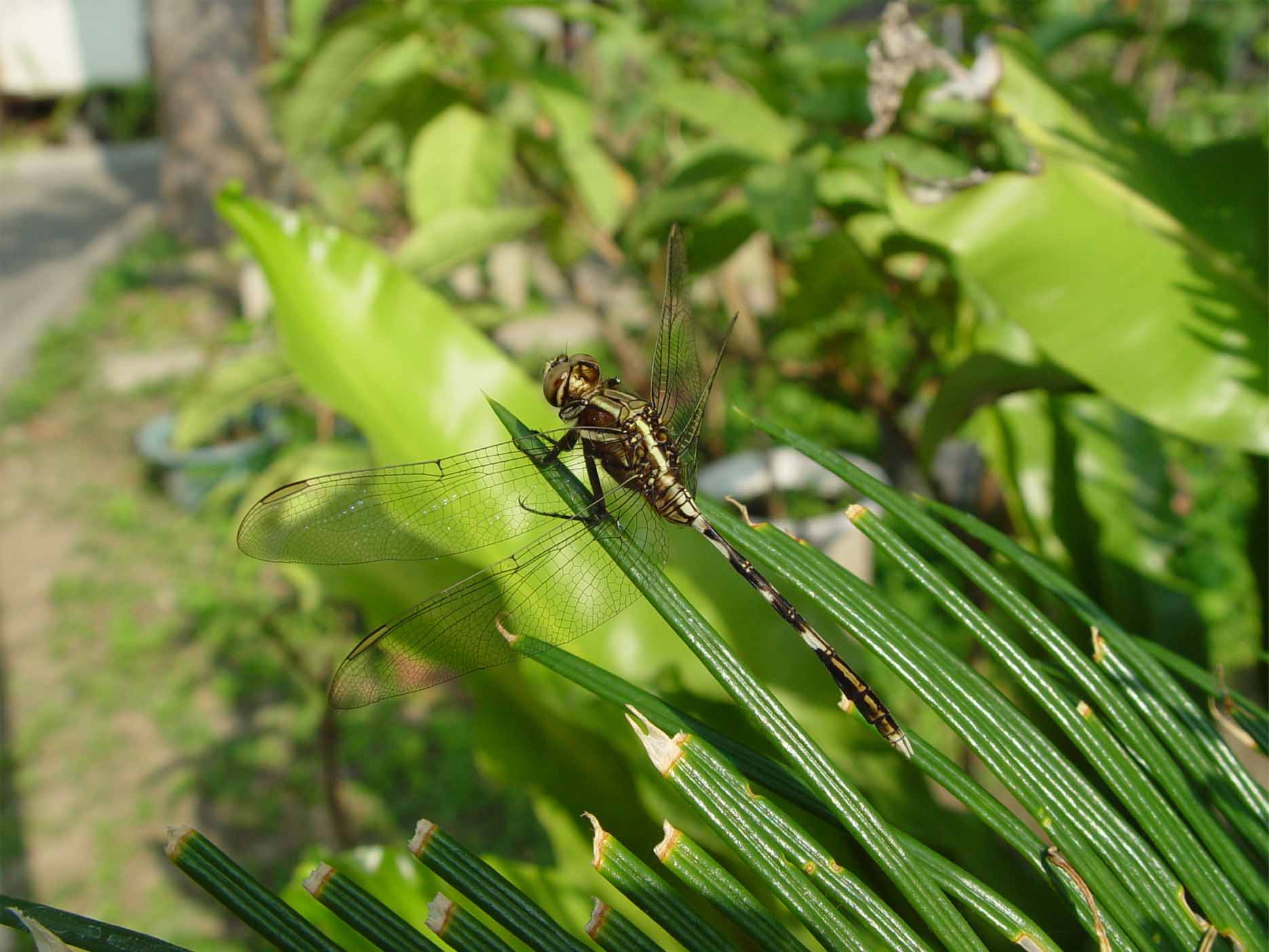按此在新視窗瀏覽圖片