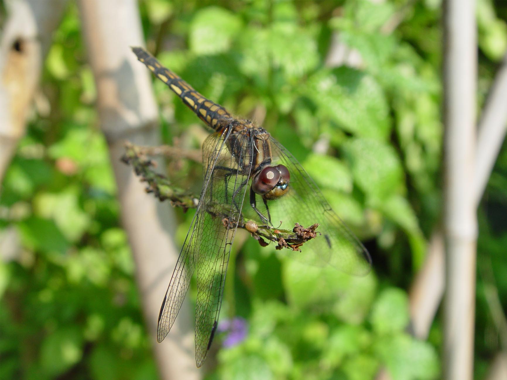 按此在新視窗瀏覽圖片
