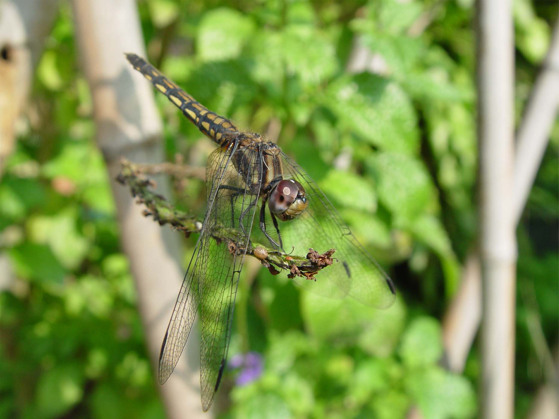 按此在新視窗瀏覽圖片
