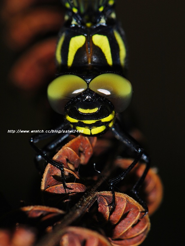 按此在新視窗瀏覽圖片