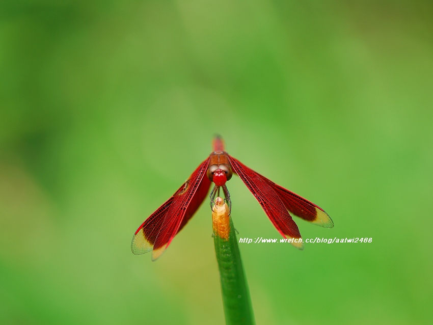 按此在新視窗瀏覽圖片