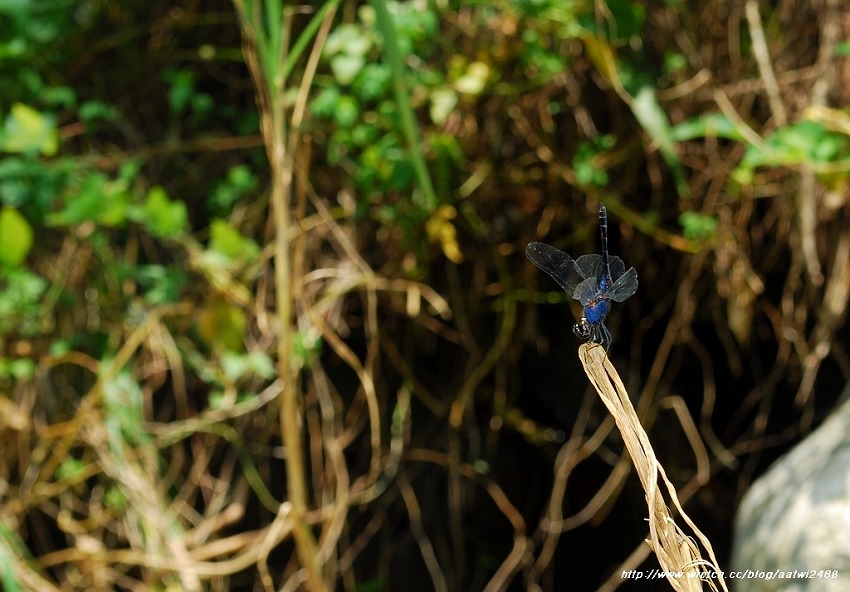 按此在新視窗瀏覽圖片