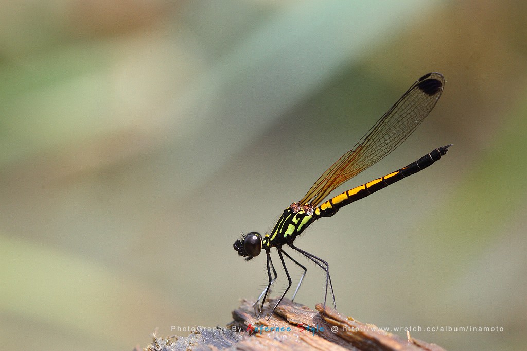 按此在新視窗瀏覽圖片