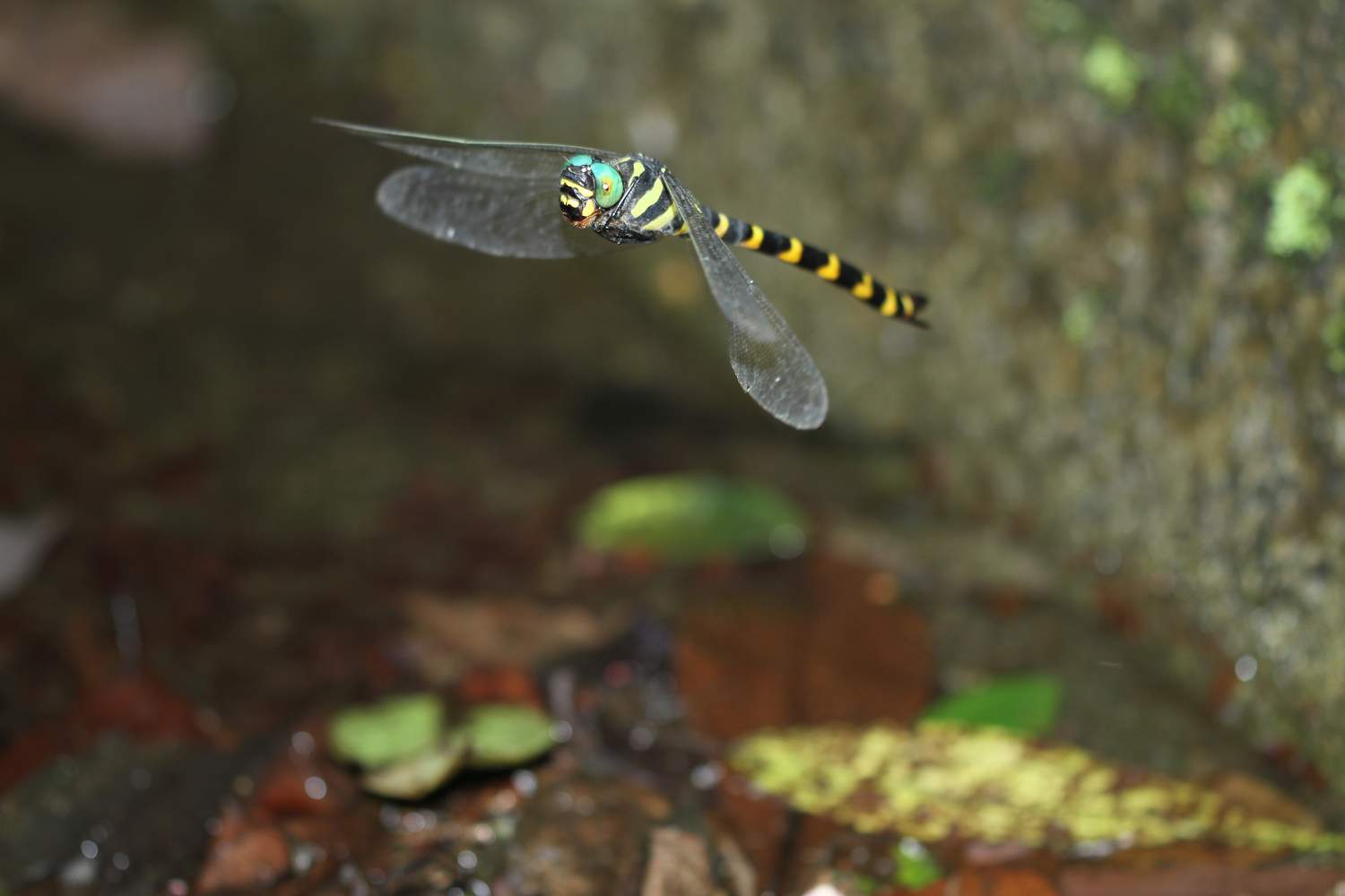 按此在新視窗瀏覽圖片