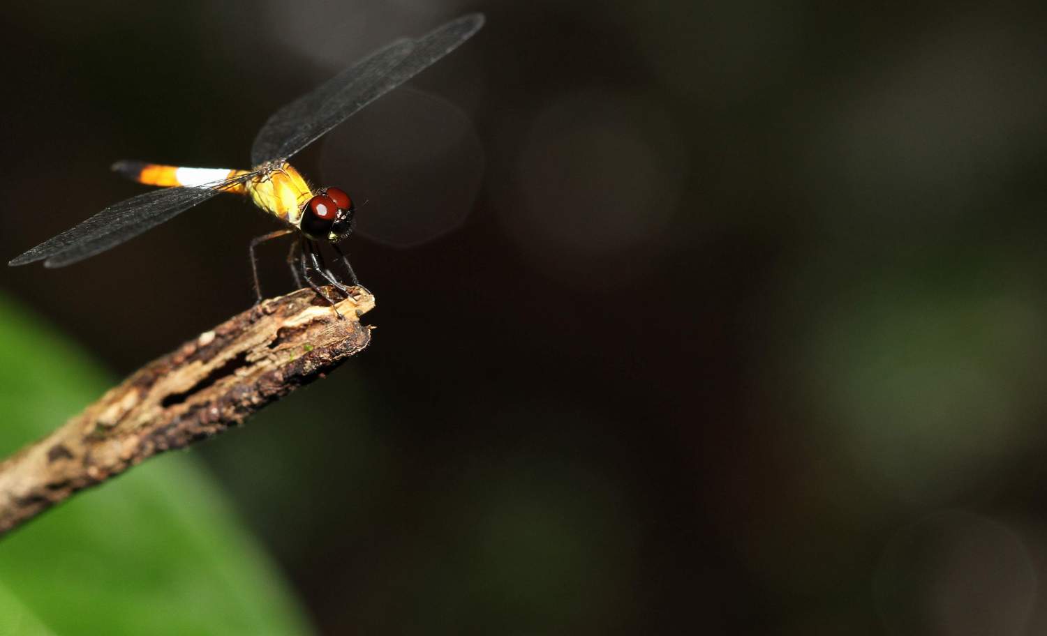 按此在新視窗瀏覽圖片