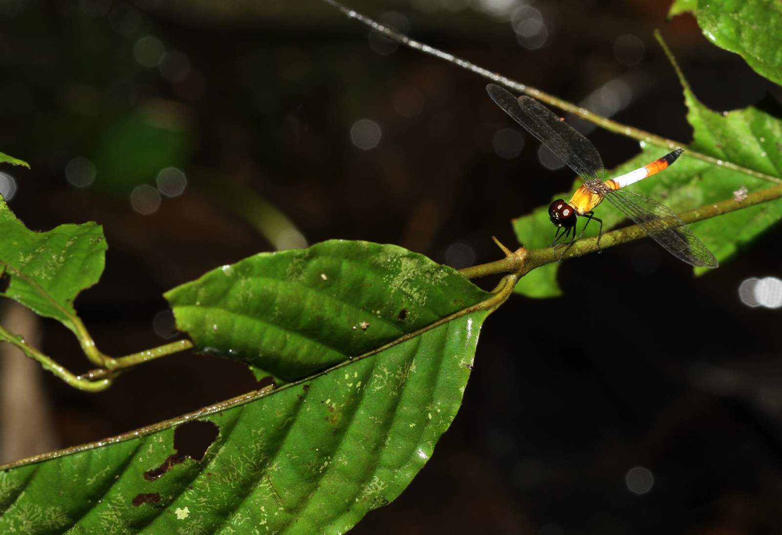 按此在新視窗瀏覽圖片