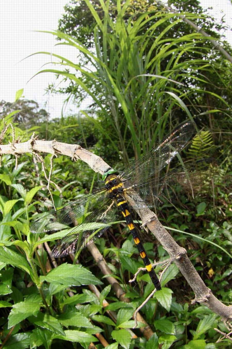 按此在新視窗瀏覽圖片