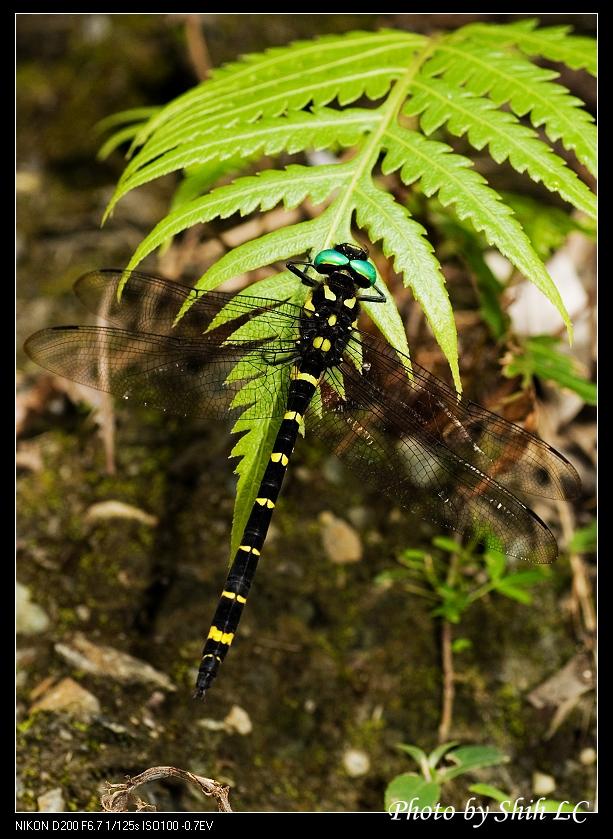 按此在新視窗瀏覽圖片