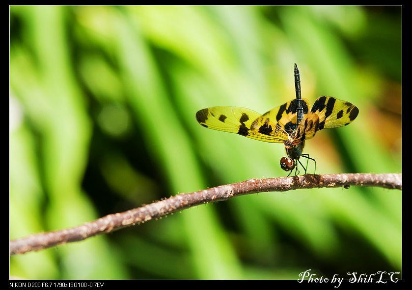 按此在新視窗瀏覽圖片