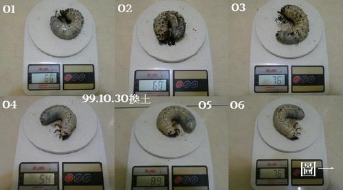 «ö¦¹¦b·sµøµ¡ÂsÄý¹Ï¤ù