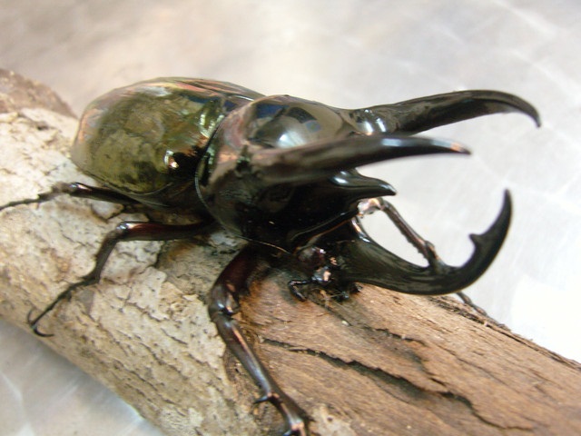 按此在新視窗瀏覽圖片