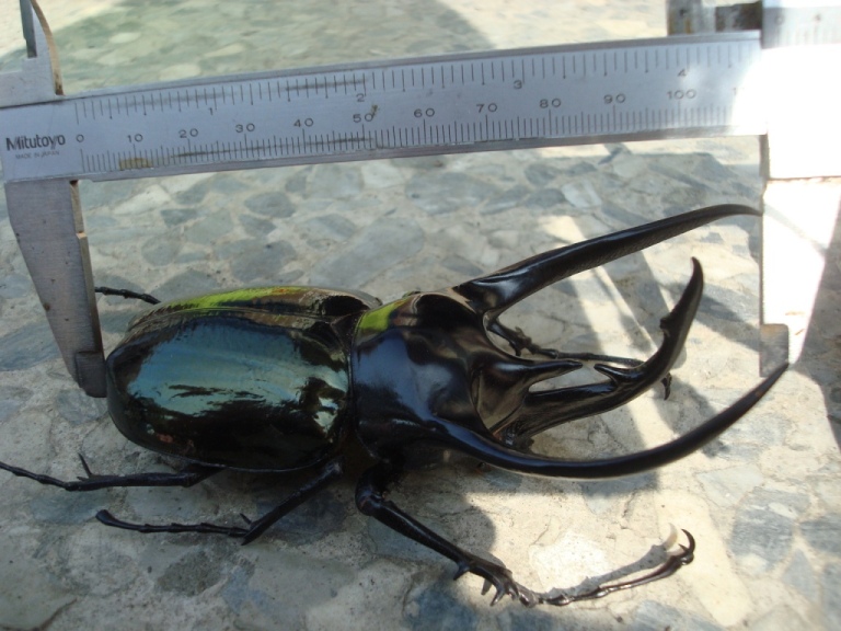 按此在新視窗瀏覽圖片