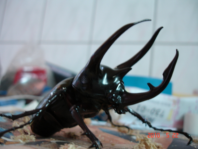 按此在新視窗瀏覽圖片