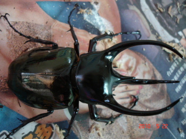 按此在新視窗瀏覽圖片