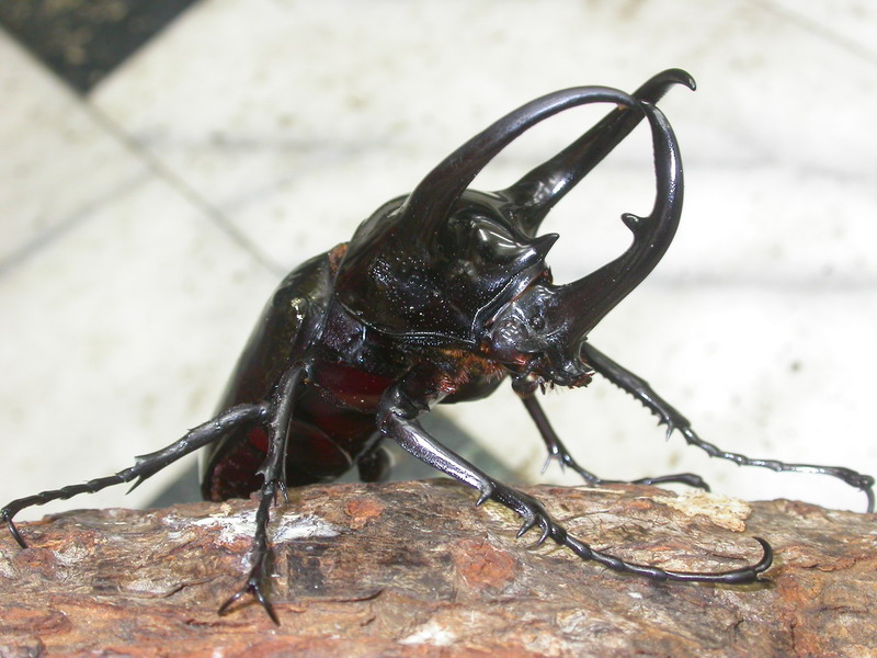 按此在新視窗瀏覽圖片