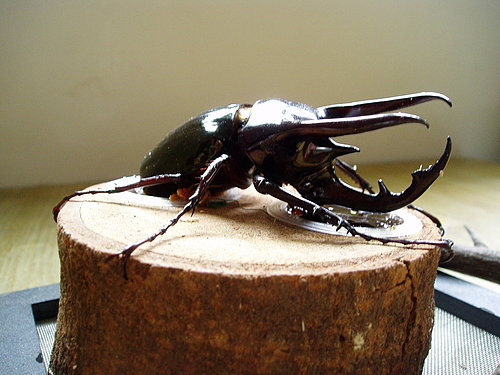 按此在新視窗瀏覽圖片