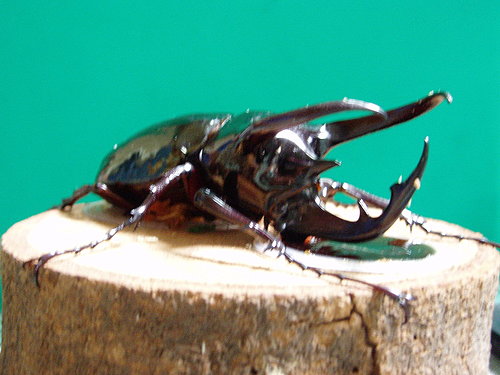 按此在新視窗瀏覽圖片