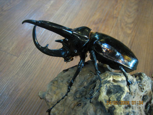 按此在新視窗瀏覽圖片