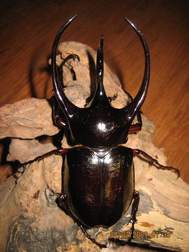 按此在新視窗瀏覽圖片