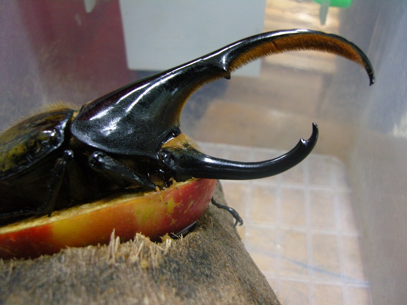 按此在新視窗瀏覽圖片